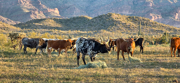 Gold Canyon, Arizona